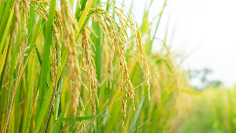 What is Agriculture, Really?