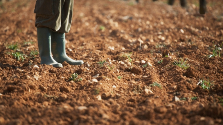 HOW THE PFUMVUDZA CONCEPT IS REVOLUTIONIZING ZIMBABWEAN AGRICULTURE.