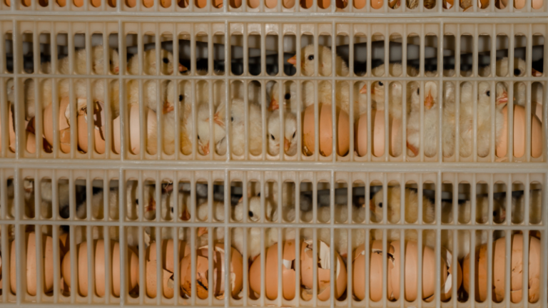 WHY YOU SHOULD CONSIDER ARTIFICIAL INCUBATION OVER BROODING