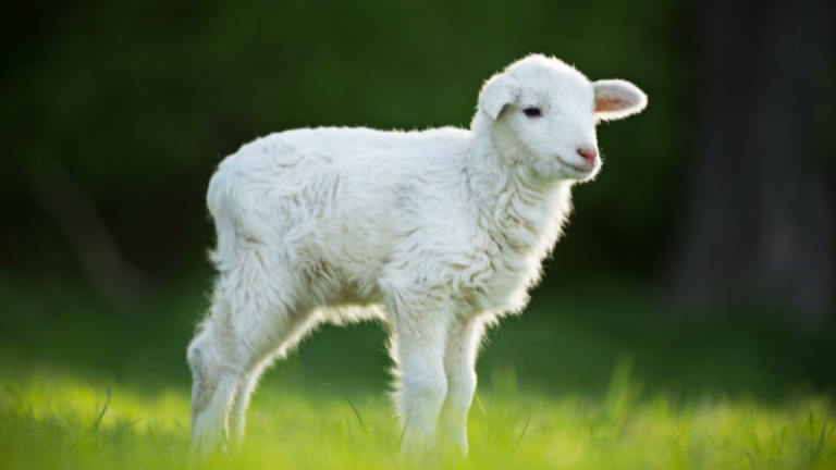 How To Handle Little or No milk Production After Lambing