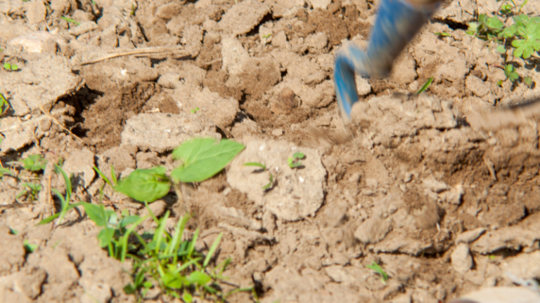 TEMPERATURES ARE RISING, HERE’S HOW FARMERS CAN ADJUST