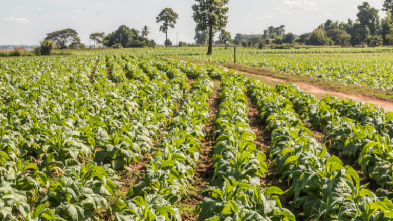 Attributes Of A Successful Farmer