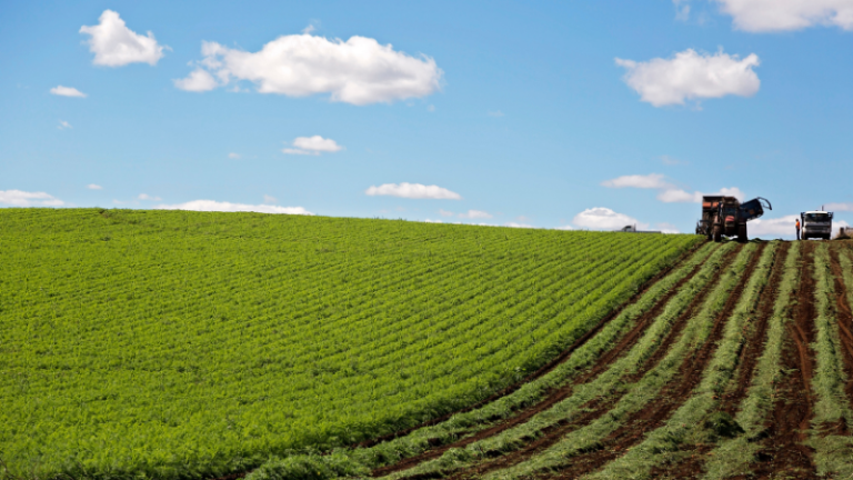 5 STAGES OF  A SUCCESSFUL FARMING SEASON