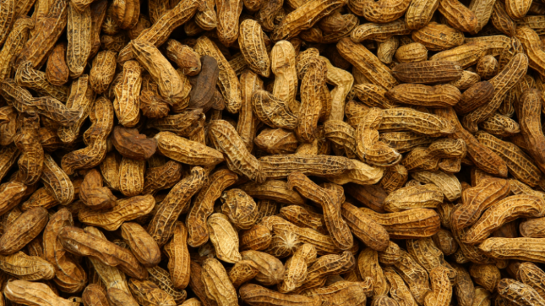 Groundnut Production
