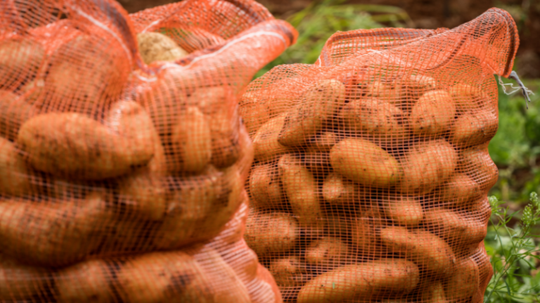 IRISH POTATO PRODUCTION
