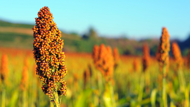 Sorghum production in Lowveld