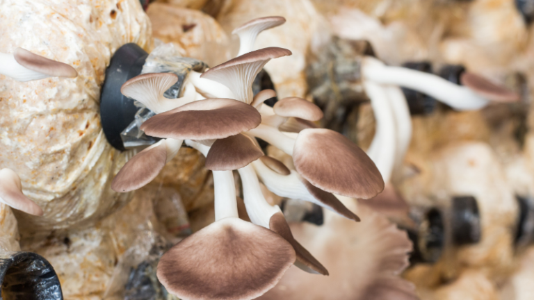 TOP FIVE SMALL SCALE FARMING IDEAS