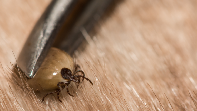 TICK BORNE DISEASES