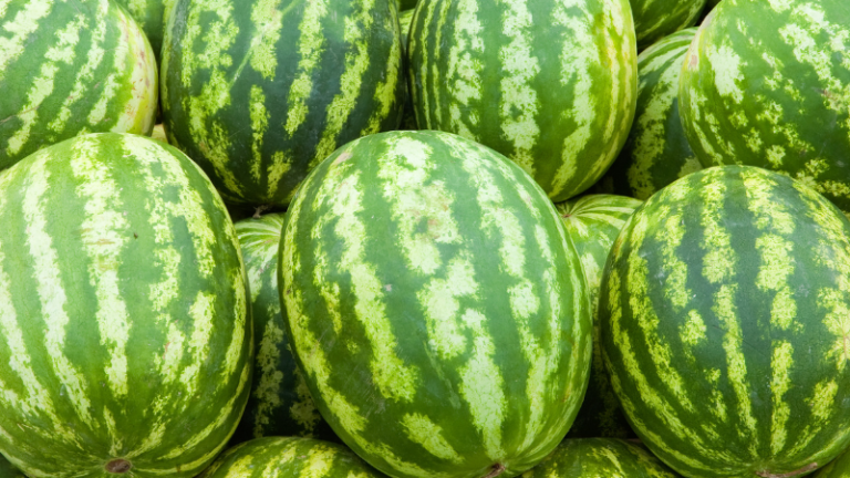 Production of Water melons in Lowveld