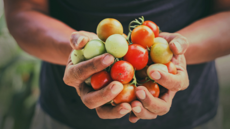 THE ROLE OF SMALL HOLDER FARMERS IN THE ECONOMY