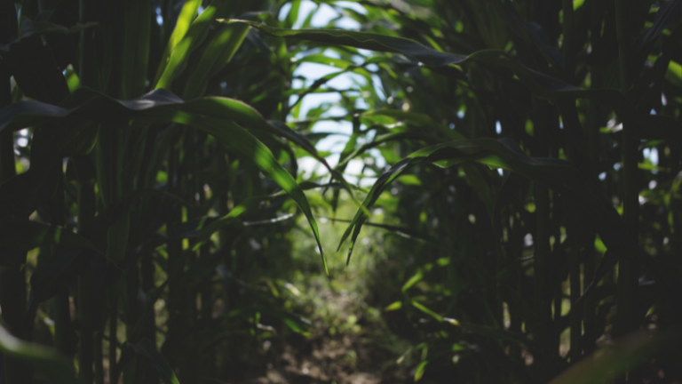 THE FOUR COMPONENTS YOU NEED FOR A SUCCESSFUL FARMING VENTURE.