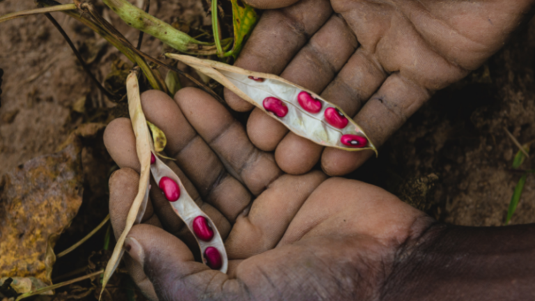 The Importance of Safety in Small Scale Farming