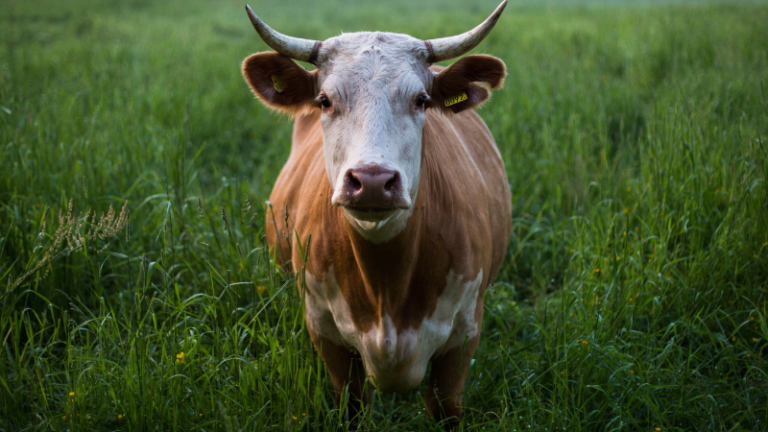 WINTER PREPARATIONS THAT EVERY FARMER SHOULD KNOW