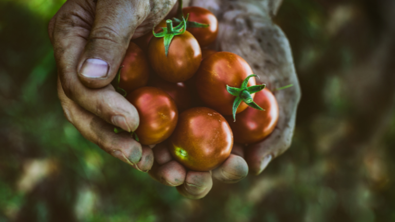 DETERMINING THE BEST TIME TO HARVEST