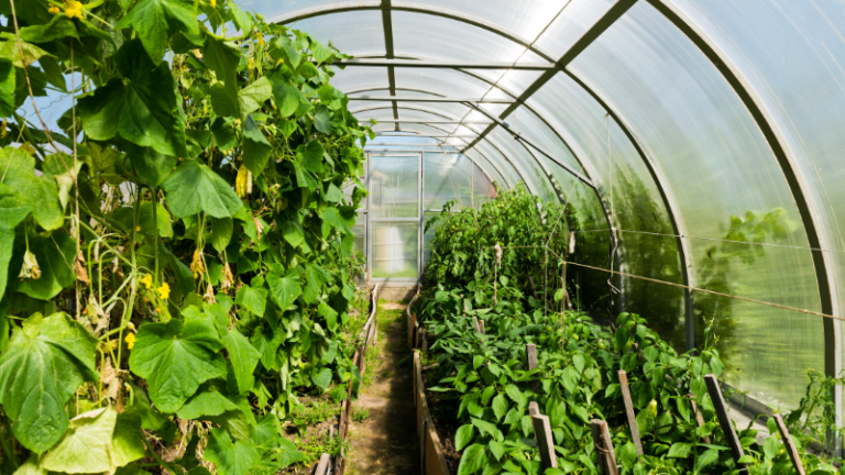 WHY YOU SHOULD CONSIDER GETTING INTO HORTICULTURAL FARMING