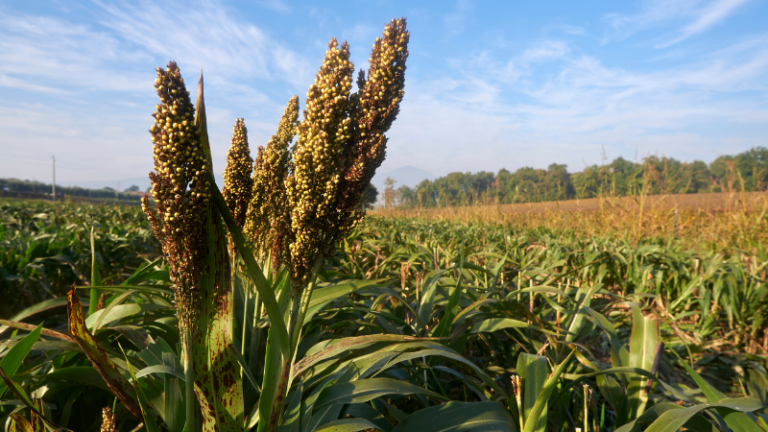 CROPS TO TURN TO WHEN RAINFALL & TEMPS ARE ERRATIC