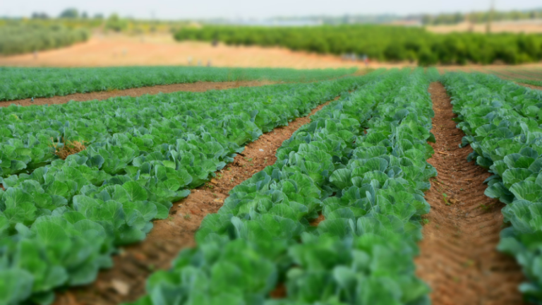 FAMILIES OF CROPS