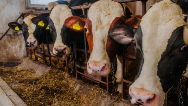 TAKING CARE OF ANIMALS DURING EXTREME HEAT