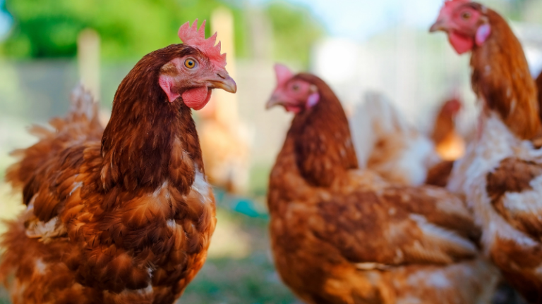 Protecting Your Poultry Project From Snakes