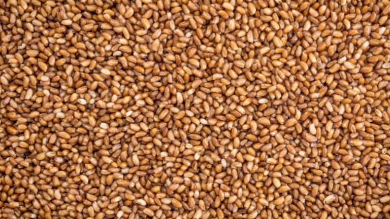 Teff Fact Sheet