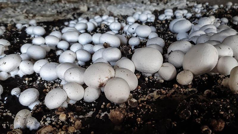 mushroom farm
