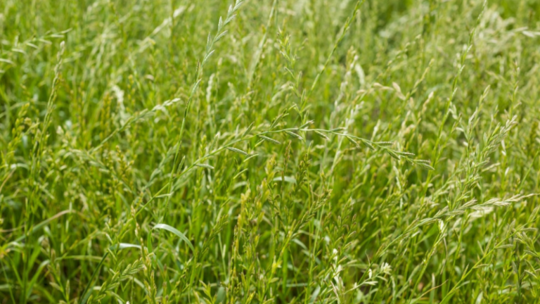 Perrenial Rye Grass Production