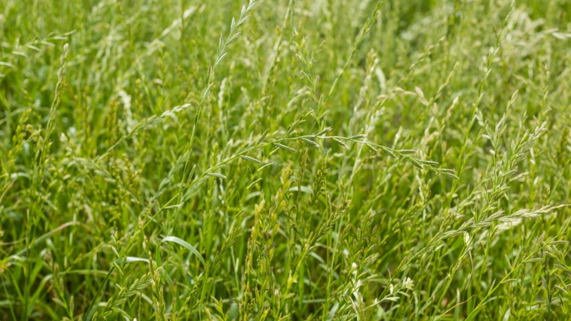 Perrenial Rye grass production