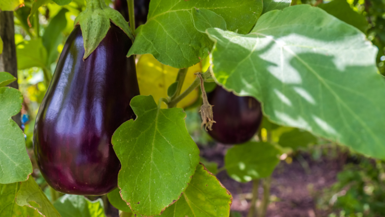 HOW TO GROW BRINJALS (EGGPLANTS)￼