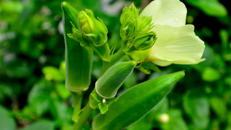 HOW TO GROW OKRA￼