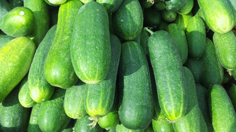 HOW TO GROW CUCUMBERS￼