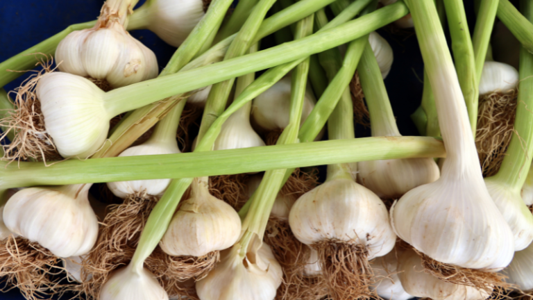 HOW TO GROW GARLIC￼