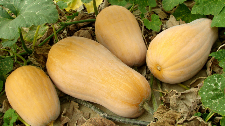 HOW TO GROW BUTTERNUT SQUASH