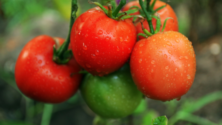 HOW TO GROW TOMATOES