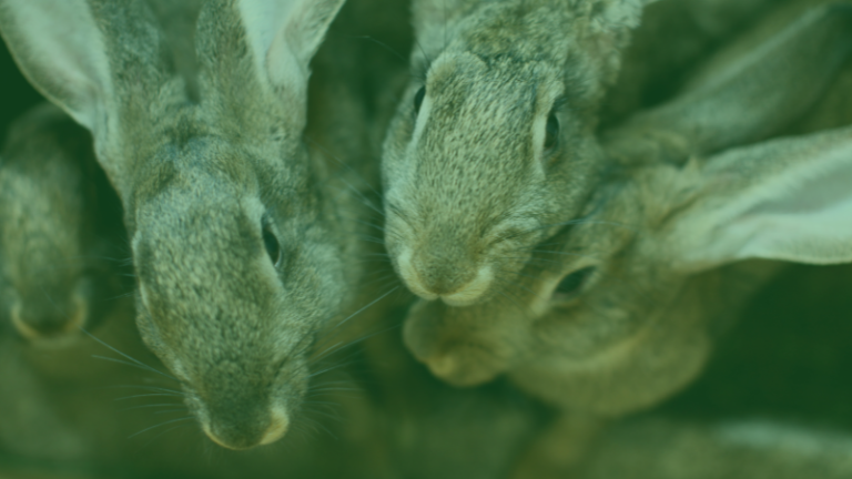 <strong>How to apply rabbit urine as fertilizer</strong>