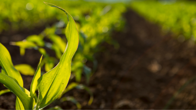 The Power of Commitment in Agriculture: Lessons from Israel