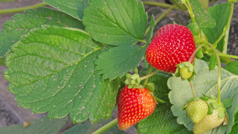 HOW TO GROW STRAWBERRIES