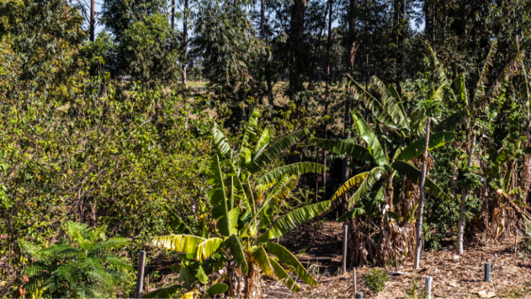 Promoting Sustainable Farming in  Zimbabwe through Agro-ecology