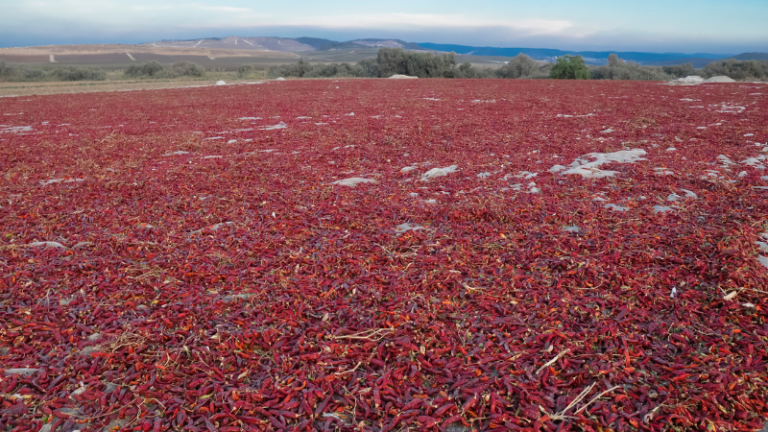 The Power of Research in Agriculture: Lessons from Israel