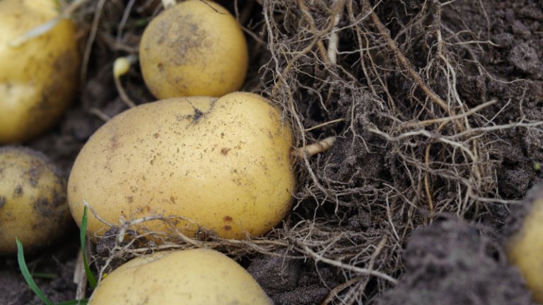 HOW TO GROW POTATOES