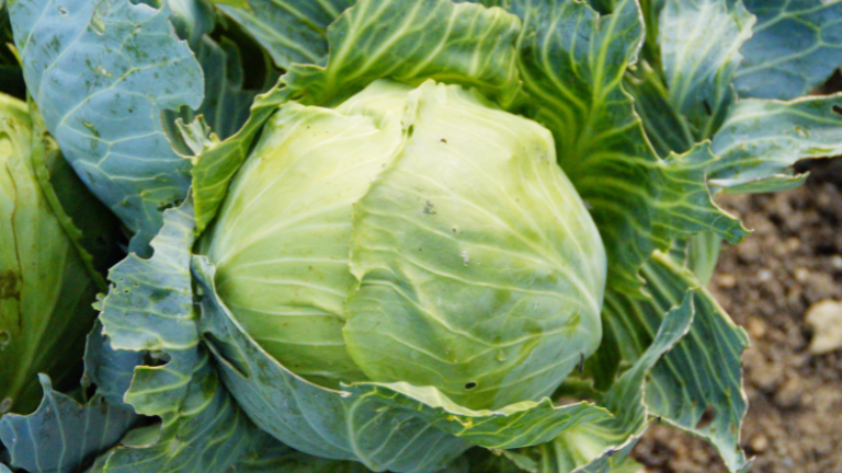 GROWING CABBAGES FROM SEEDLINGS